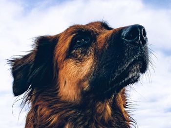 Close-up of dog looking away against sky