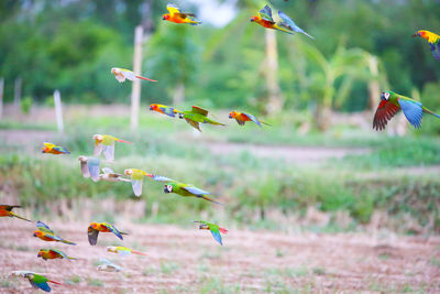 Close-up of birds flying over flower field