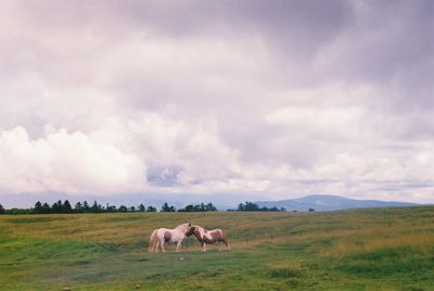 Horses grazing on field against sky