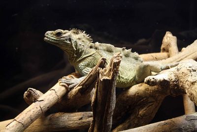 Close-up of lizard on wood in zoo