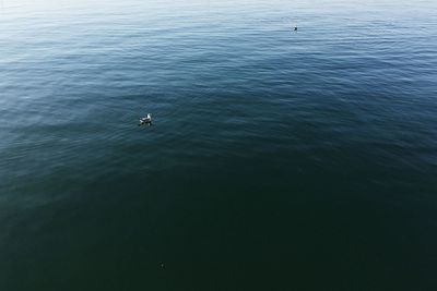 High angle view of swan swimming in lake