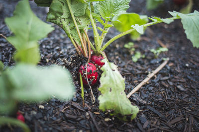Close-up of fruits growing on field