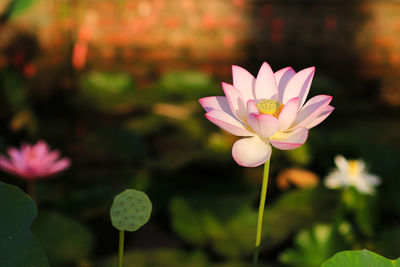 Lotus flower in summer