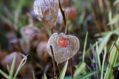 Close-up of heart shape fruit on plant