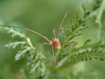 Close-up of insect on plant