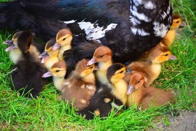 High angle view of ducks on grass