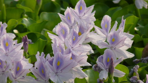 Close-up of purple flowering plants