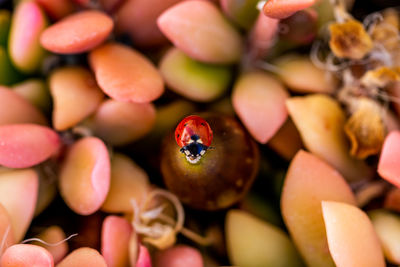 High angle view of ladybug on fruit