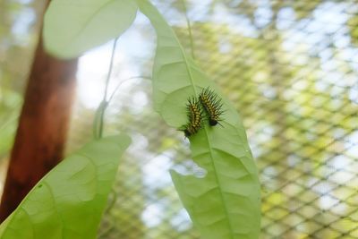 Close-up of plant