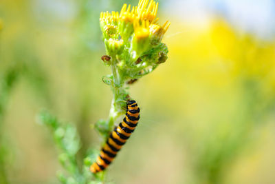 Close-up of insect on flower