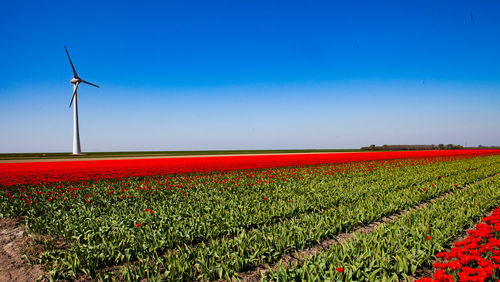 Scenic view of field against blue sky