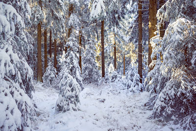 Snow covered trees in forest