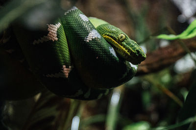 Close-up of lizard on tree