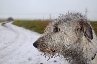 Close-up of horse on field against sky