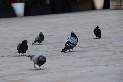 Pigeons on a footpath