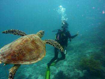 View of turtle swimming in sea