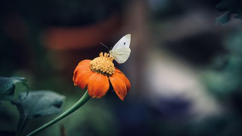 Close-up of butterfly pollinating on flower