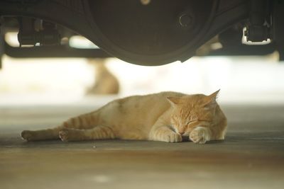 Cat living in shingugyoko port, fukuoka