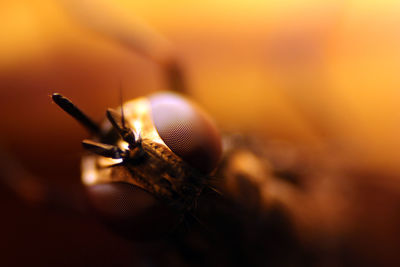 Macro shot of insect