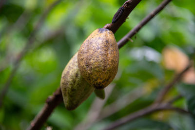 Cocoa on the cocoa tree