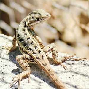 Close-up of lizard