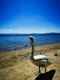 Seagull on beach