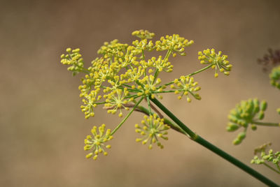 Close-up of flowering plant