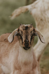 Close-up of goat