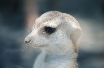 Close-up of meerkat