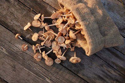 High angle view of logs