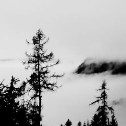 Low angle view of bare trees against sky