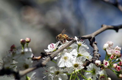 Close-up of bee pollinating on flower