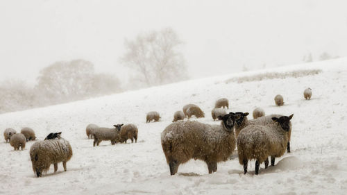 Flock of sheep on snow during winter