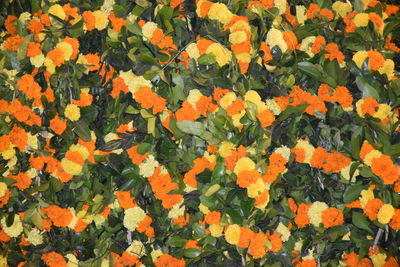 Full frame shot of orange flowering plants