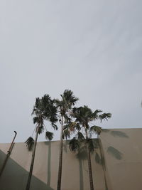 palm tree