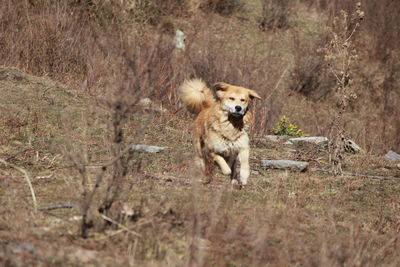Dog in a forest
