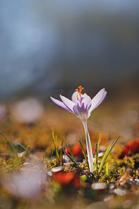 Close-up of purple crocus flower on field