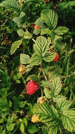 Close-up of red berries growing on tree