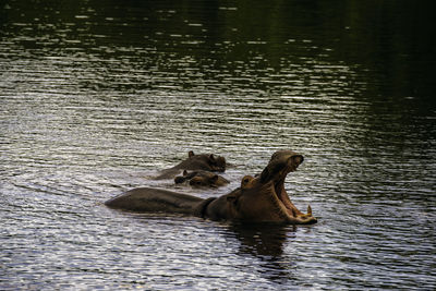 Turtle swimming in lake
