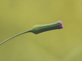 Close-up of flower over yellow background