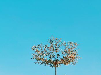 Low angle view of flowering plant against clear blue sky