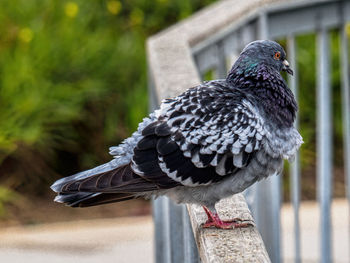 Close-up of pigeon perching on wooden post