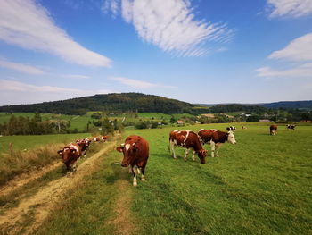 Hereford cows graze on a green meadow. cattle grazing in the beskid mountains.