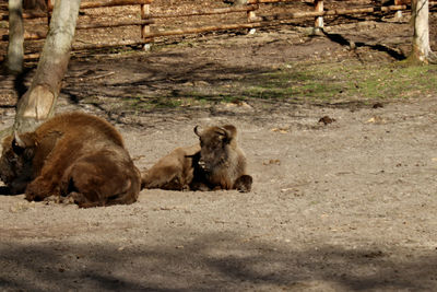 View of two sheep