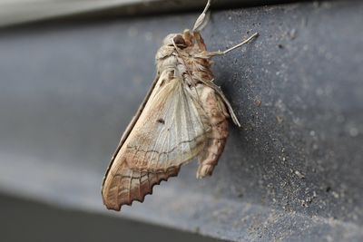 moth