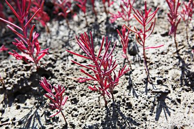 High angle view of red flowering plant on field