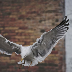 Close-up of seagull flying