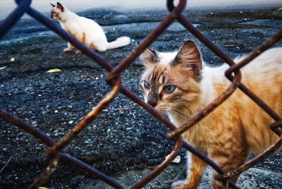 Kitten on chainlink fence