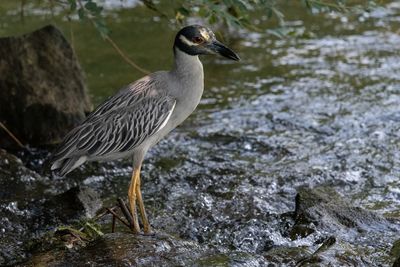 Bird perching on rock in lake