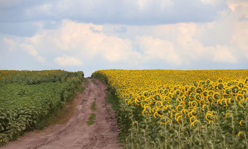 Scenic view of sunflower field against cloudy sky